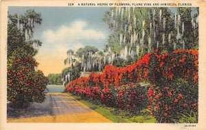 Natural Hedge of Flowers Flame Vine and Hibiscus in Florida - Flowers, Florid...