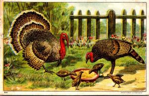 Thanksgiving With Turkeys 1908