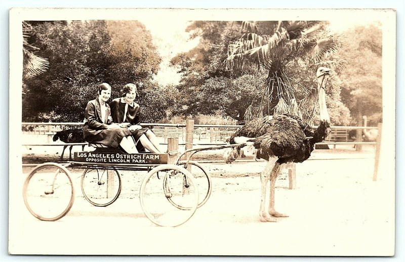 VTG Postcard Real Photo RPPC California Ostrich Farm Los Angeles Ladies Park B1