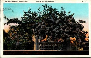 Vtg 1930s Bouganvillea in Full Bloom St Petersburg Florida FL Linen Postcard