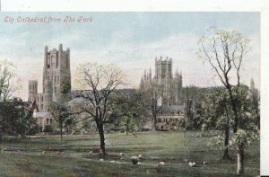 Cambridgeshire Postcard - Ely Cathedral from The Park - Ref 7100A