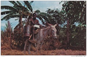 Water Boy , Jamaica , W. I. , 50-60s ; Donkey