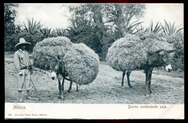 dc881 - MEXICO Postcard 1900s Burros Conduciendo Paja