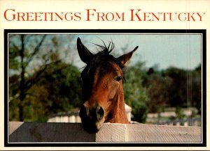 Kentucky Greetings With Beautiful Horse