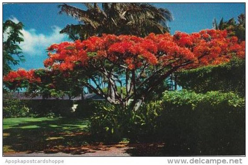 Hawaii Honolulu The Flame Tree