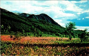 Field of Shooting Stars at Eklunta Flats,AK