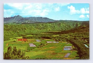 Hanalei Valley Birds Eye Viewe Kauai Hawaii HI  Chrome Postcard M7