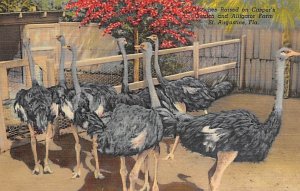 Ostrich and Alligator Farm St Augustine FL Postcard