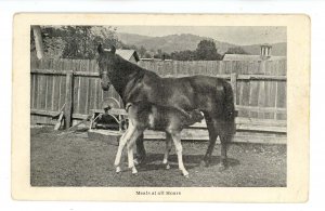 Horse & Foal at Mealtime