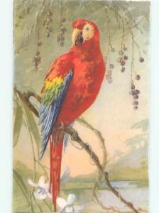 Pre-1980 BEAUTIFUL PARROT BIRD AC5941