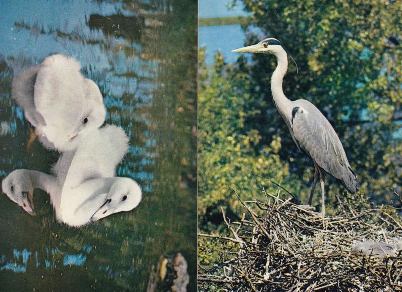 Trumpeter Swan Cygnets Grey Heron 2x 1970s Bird Postcard s