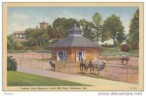 Camels, Park Mansion, Druid Hill Park, Baltimore, Maryland,   PU_1946