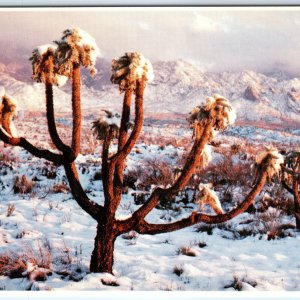 c1970s Pub. Phoenix, AZ Snowy Cholla Cactus Great Southwestern Desert 4x6 PC M11