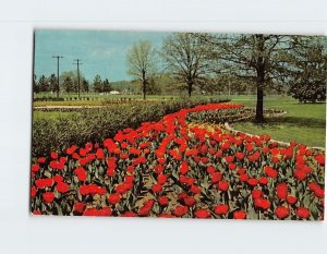 Postcard Tulips Memphis Botanic Garden Audubon Park Memphis Tennessee USA