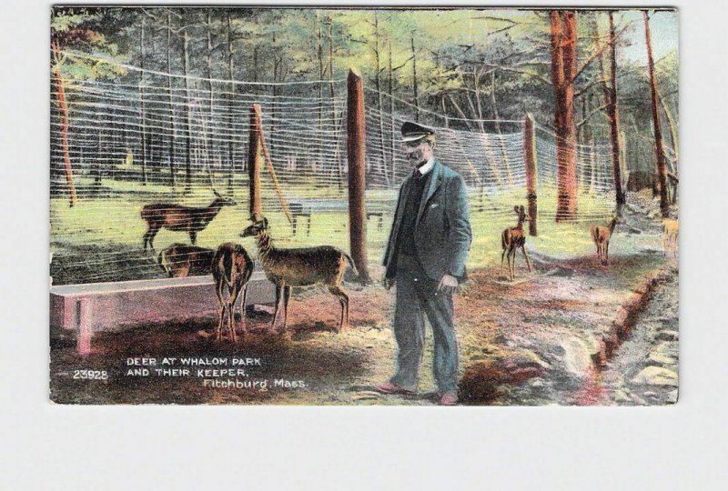 PPC POSTCARD MASSACHUSETTS FITCHBURG DEER AT WHALOM PARK AND THEIR KEEPER