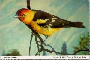 Western Tanager Bird Sequoia & Kings Canyon National Parks CA Postcard C8