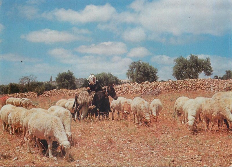 Postcard Palestine Bethlehem Shepherd with sheep flock ethnic types and scenes