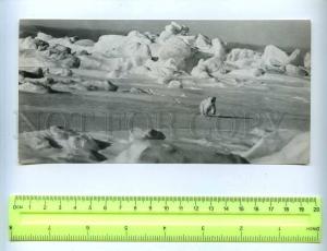 203924 USSR POLAR RUSSIA Arctic Circle white bear old postcard