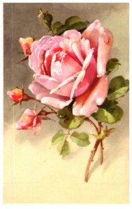 FLOWER  Pink Rose , Alfred Mainzer