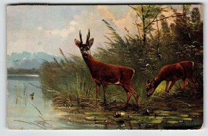 Deer Lake Mountains Rustic Woods Postcard Signed Muller Wildlife HKM 350 Germany