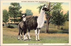 Washington D C National Zoological Park Mother and Baby Llama Curteich