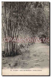 Postcard Old ALGIERS alle bamboo garden at trial