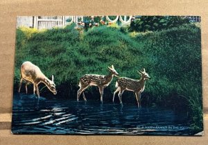 VINTAGE UNUSED LINEN POSTCARD - FAMILY OF DEER IN THE POCONOS,  PA.