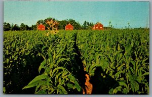 Postcard Kings County PEI c1950s Field of Tobacco Grand View Drying Buildings