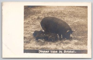 RPPC Pigs Piglets Dinner Time In Bristol c1906 Real Photo Postcard U27
