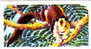 Brooke Bond Trade Card Asian Wildlife No 19 Indian Giant Squirrel