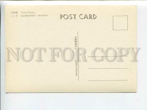 3179584 Giant Panda old postcard
