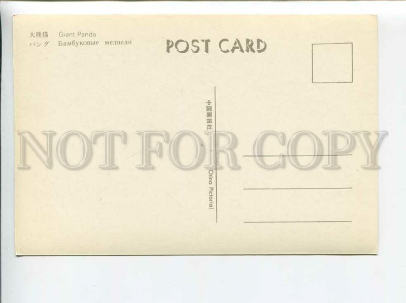3179584 Giant Panda old postcard