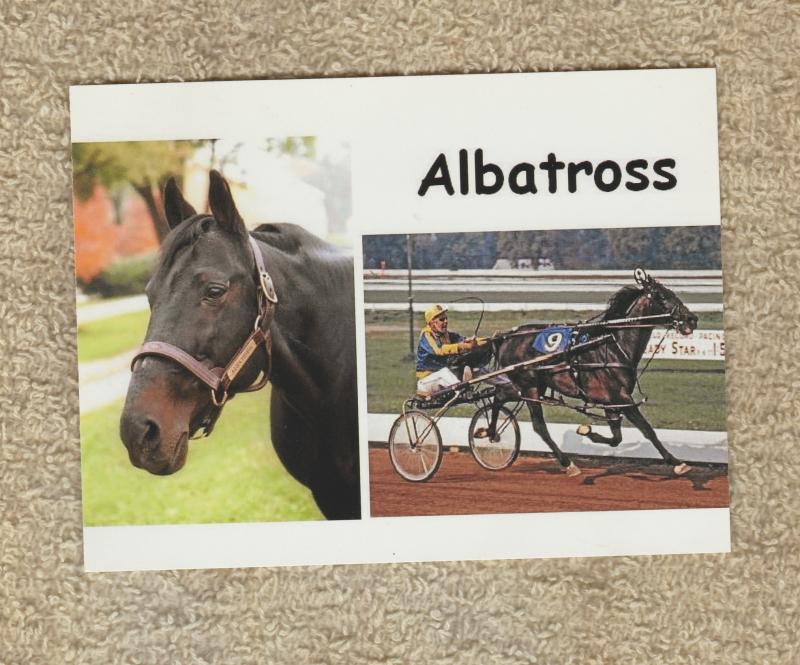 Standardbred Pacer Postcard ALBATROSS Horse Racing