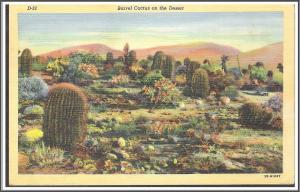 Arizona, Barrel Cactus - [AZ-024]