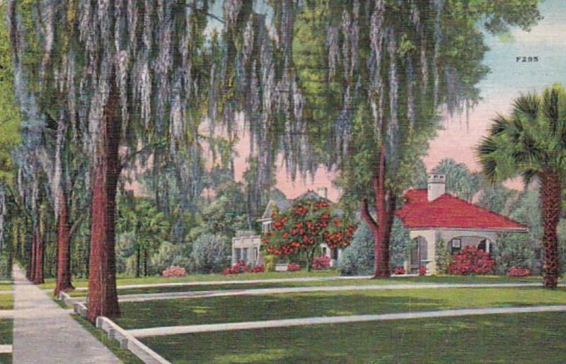 Florida Beautiful Shady Street Scene 1938