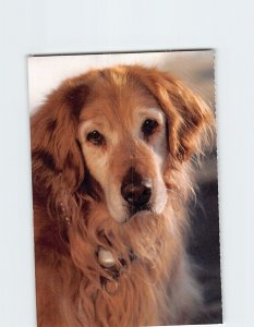 Postcard North Shore Animal League Port Washington New York USA