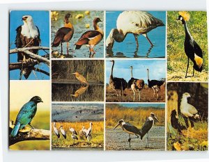 Postcard African Birds