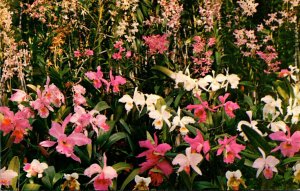 Hawaii Honolulu Foster Botanical gardens Orchid Display