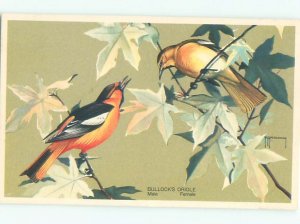 Pre-1980 BULLOCKS ORIOLE BIRD AC5972