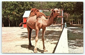 Postcard IN Bloomingdale Gobbler's Knob Zoo Farm Camel Parke County D12