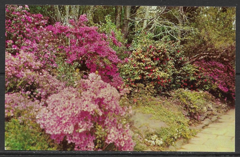 Alabama, Mobile - Bellingrath Gardens - [AL-037]