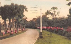 St Petersburg Florida Jungle Prado Barnhill Like Hand Colored PC AA15085