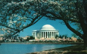 Vintage Postcard Jefferson Memorial Japanese Cherry Trees Blossoms Washington