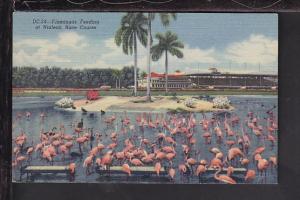 Flamingos Feeding,Hialeah Race Course,Miami,FL Postcard 