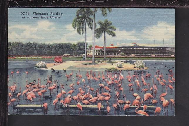 Flamingos Feeding,Hialeah Race Course,Miami,FL Postcard 