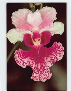 Postcard Orchid, The Marie Selby Botanical Gardens, Sarasota, Florida