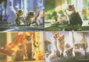 Kittens Groups Of Cats Playful 4x Postcard s