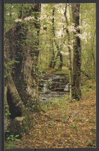 Georgia, Pine Mountain - Callaway Gardens - [GA-024]