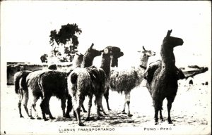 Lima Peru Llamas Transportando Real Photo RPPC Vintage Postcard