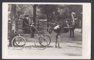 1920 WOMAN IN CART PULLED BY OSTRICH AT FARM IN PASADENA CA UNPOSTED, UNUSUAL